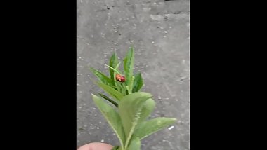 Bug fucking another bug bitch teen sexy fuck