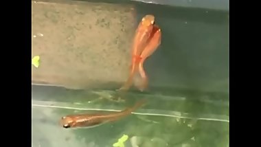 Japanese Killifish Sex