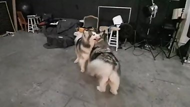 His tiny cock makes her angry,then he force her blowjob by violence